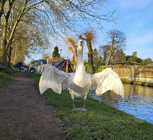 Stretching his wings