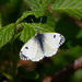 Orange Tip Butterfly ( Female)