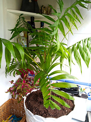 This little domestic palm tree was upgraded from a too small vase to a bigger one