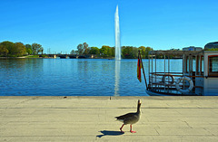 Alster-Gans