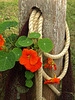 Nasturtiums