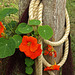 Nasturtiums