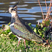 Lapwing