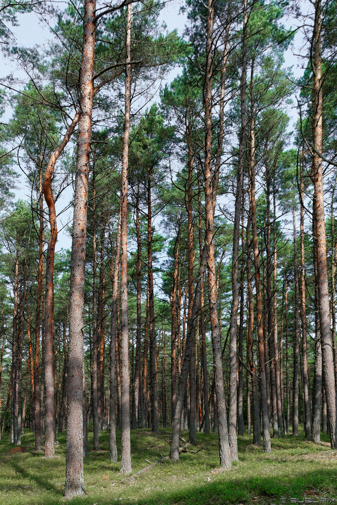 im Nationalpark Vorpommersche Boddenlandschaft (© Buelipix)