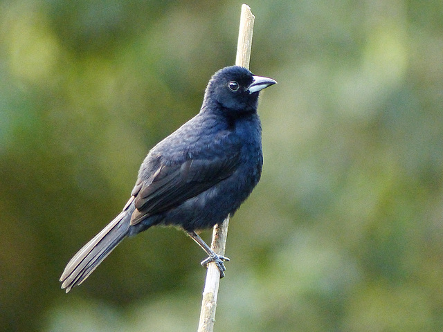 White-lined Tanager, Asa Wright Nature Centre, Trinidad