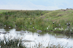 Ngorongoro, Birds in Flight over the Lake with Hippos