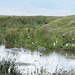 Ngorongoro, Birds in Flight over the Lake with Hippos