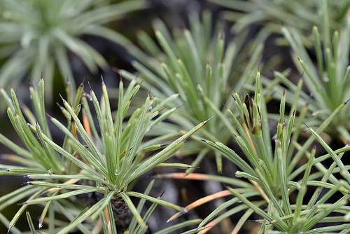 Borya constricta Churchill : flower stem