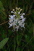 Platanthera conspicua (Southern White Fringed orchid)