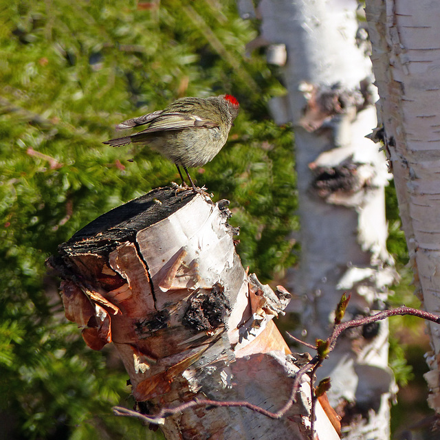 Day 6, Ruby-crowned Kinglet, Tadoussac