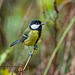 Great tit