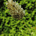 20210822 2523CPw [D~LIP] Kanarien-Glanzgras (Phalaris canariensis), Bad Salzuflen