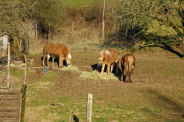 Hafflinger beim Frühstück