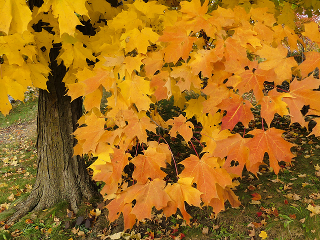 Teintes de jaune