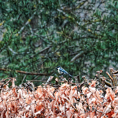20250330_Wanderung Elbingerode