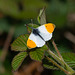 Orange Tip Butterfly (Male)