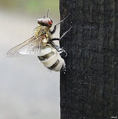 belle mouche