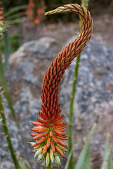 Gariep River Aloe (Aloe gariepensis) flower at DBG