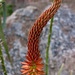 Gariep River Aloe (Aloe gariepensis) flower at DBG