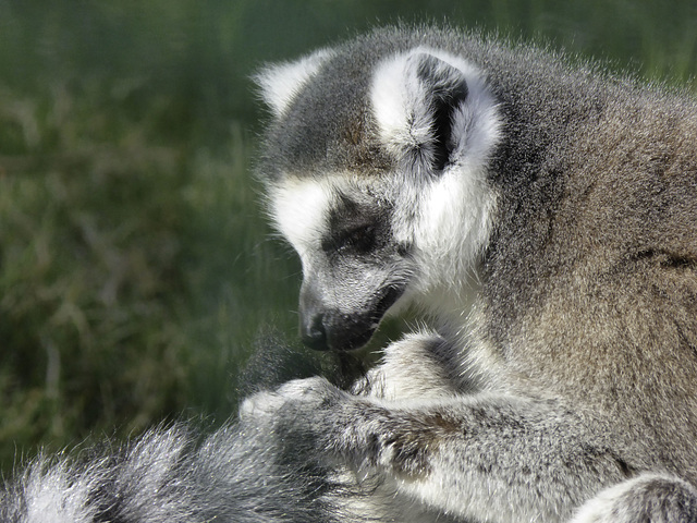 Ring-tailed Lemur - Isle of Wight Zoo