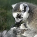 Ring-tailed Lemur - Isle of Wight Zoo