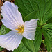 trilliums