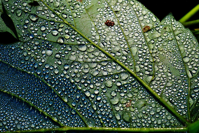 Rain Wet Leaf