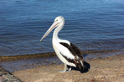 Friday Pelican