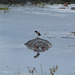 Ngorongoro, Birdie Riding a Hippopotamus