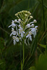 Platanthera conspicua (Southern White Fringed orchid)