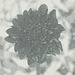 Le dahlia noir.