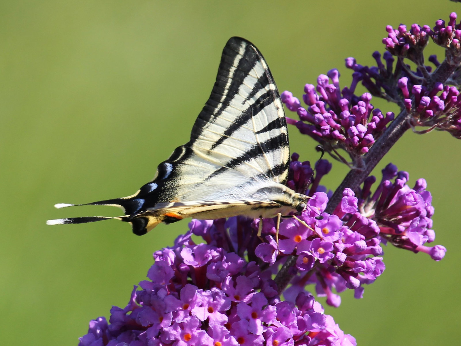 Flambé sur buddleia, Parc des oiseaux, Villars-les-Dombes (France)