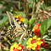 Atterrissage d'un beau sujet...... sur fleurs de Lantanas