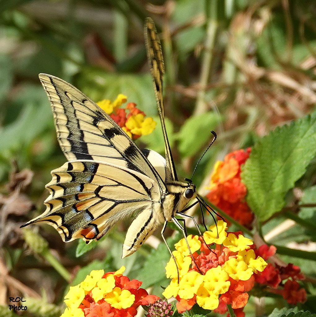 Atterrissage d'un beau sujet...... sur fleurs de Lantanas