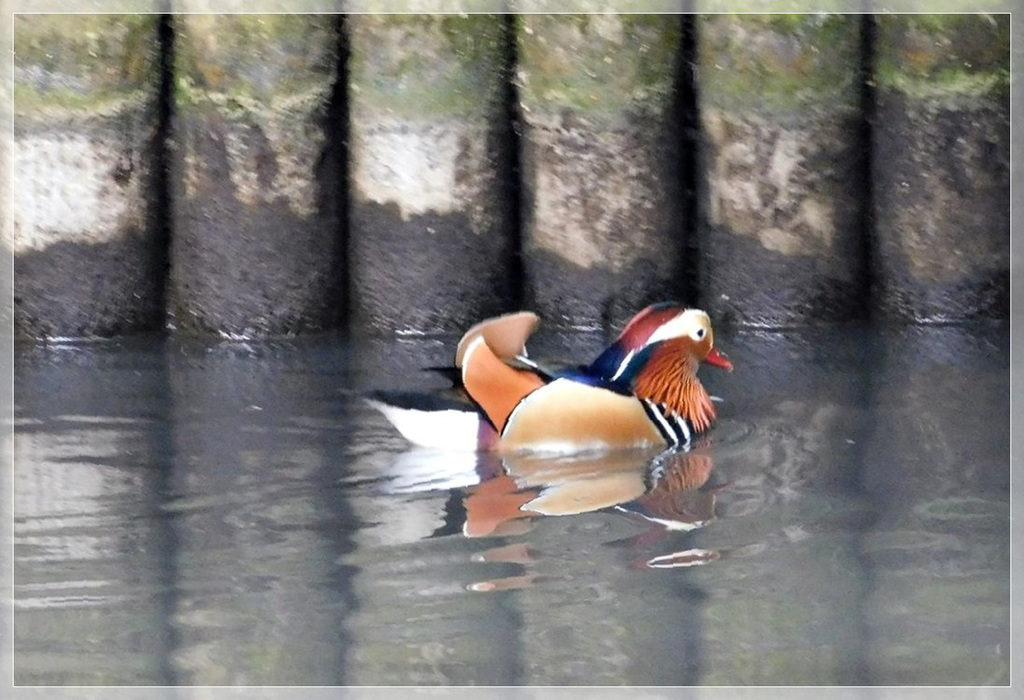 Mandarin au parc de Port Breton à Dinard (35)