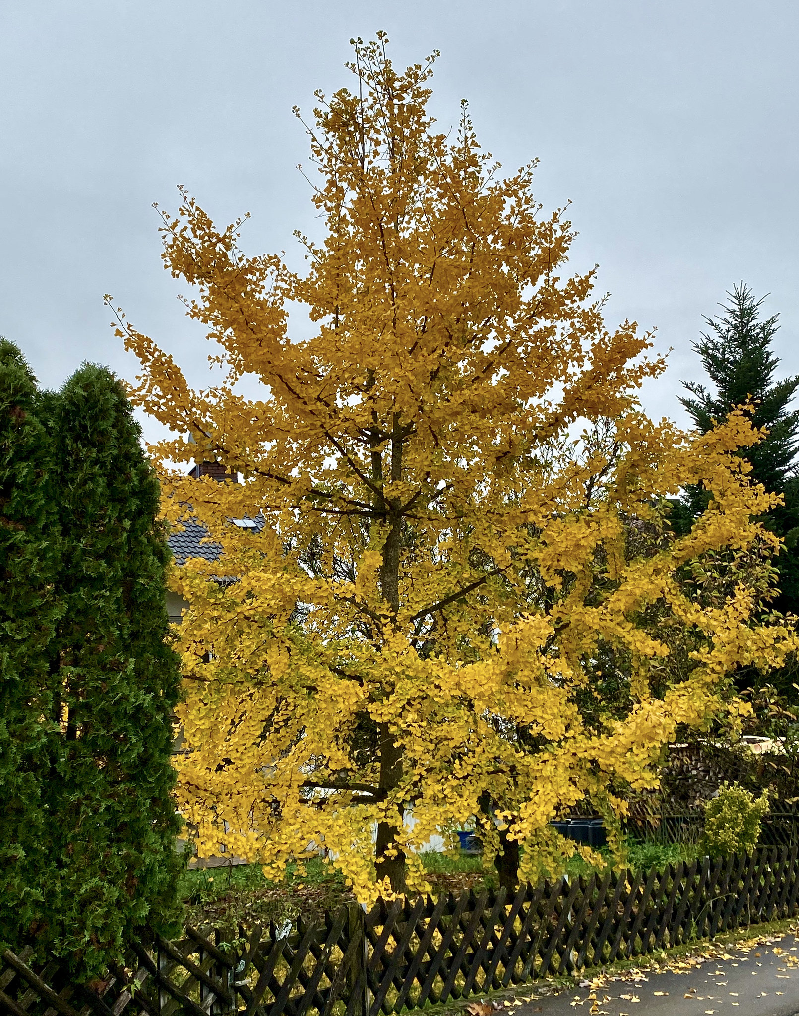 Ginkgobaum im Herbst