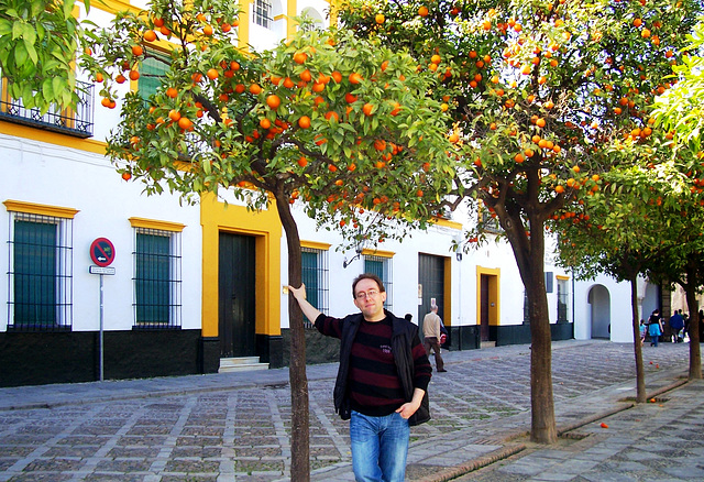 ES - Sevilla - Im Februar unter Orangenbäumen