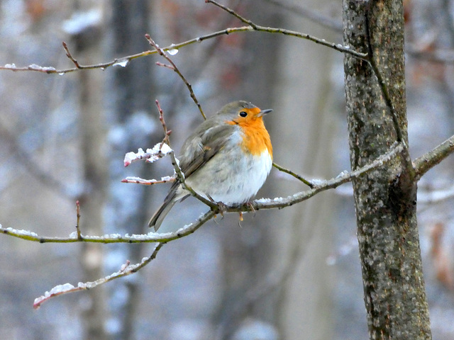 Rotkehlchen und erster Schnee