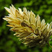 20210822 2524CPw [D~LIP] Kanarien-Glanzgras (Phalaris canariensis), Bad Salzuflen