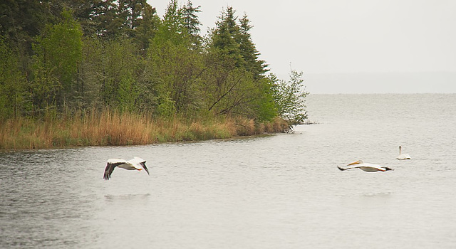 pelicans in flight