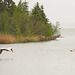 pelicans in flight