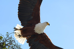 Botswana, The African Fish Eagle in Flight