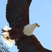 Botswana, The African Fish Eagle in Flight