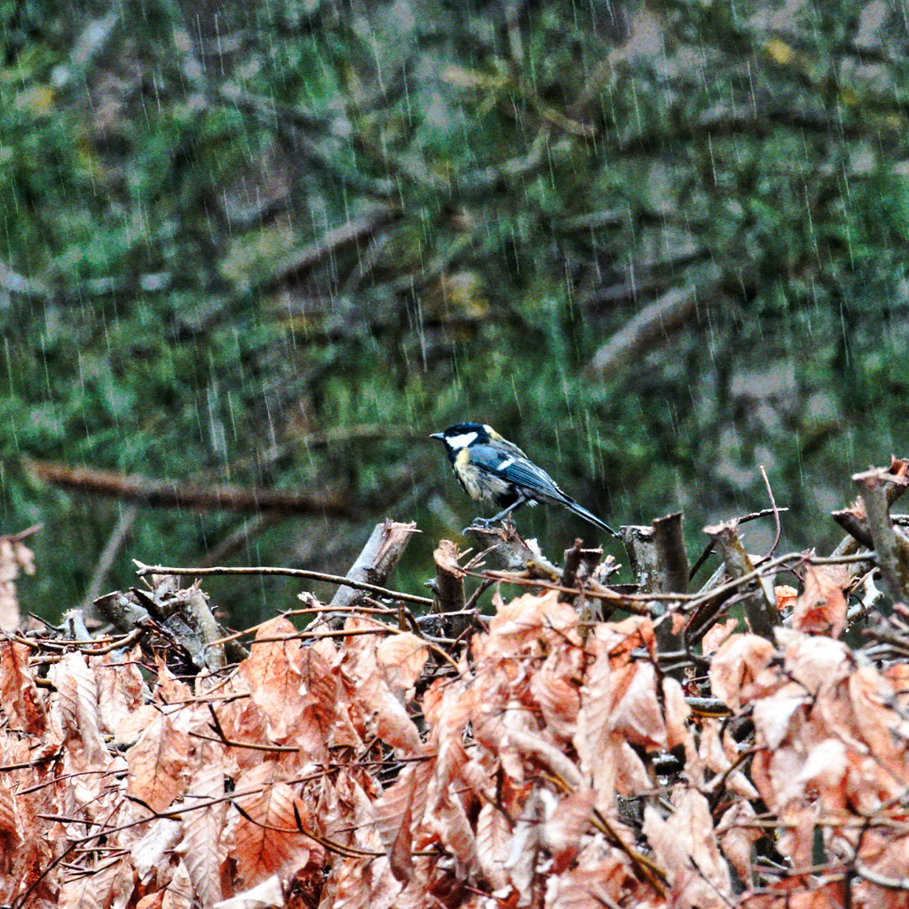 20250330_Wanderung Elbingerode