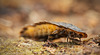 Die Larve eines Leuchtkäfers (Lampyridae) :)) The larva of a firefly (Lampyridae) :)) La larve d'une luciole (Lampyridae) :))