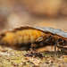 Die Larve eines Leuchtkäfers (Lampyridae) :)) The larva of a firefly (Lampyridae) :)) La larve d'une luciole (Lampyridae) :))