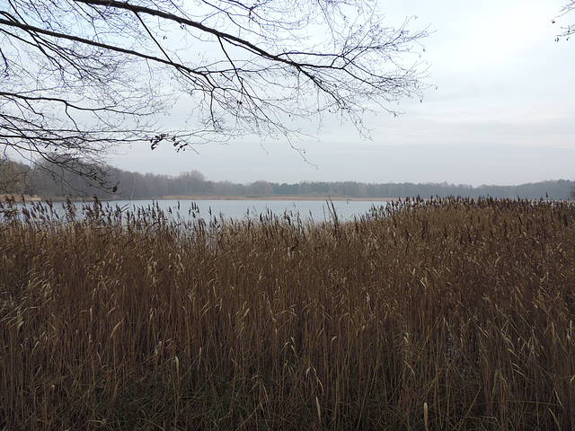 Schilfgürtel am Heegesee