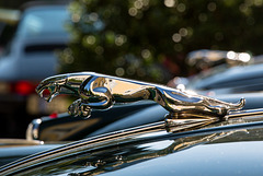 The Jaguar on the hood