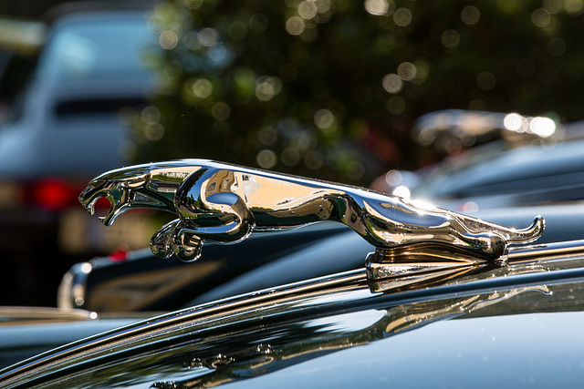The Jaguar on the hood