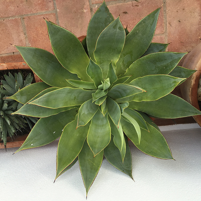 Agave Cortejuana